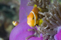   Anemone Fish Amphiprion Nigripes. Banana Reef Baros Maldives Nigripes). Nigripes)  